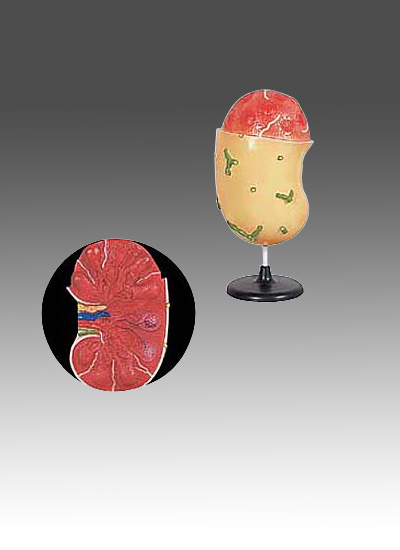 Human Lymph Node