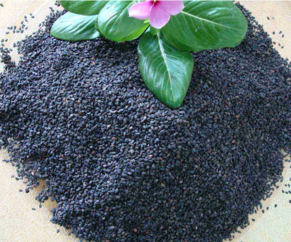 China Nutrition Black Sesame Seed