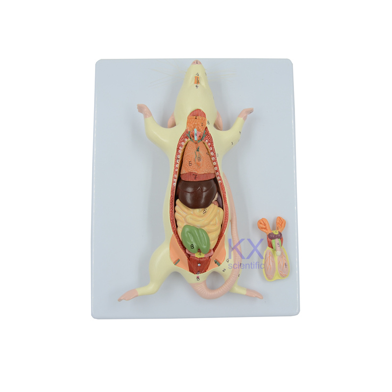 Biological Teaching Mice Mouse Model