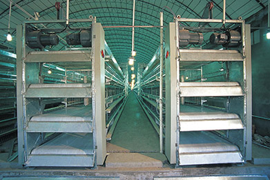 Automatic Manure Removal System