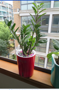 Creativer Self-Watering Plastic Flower Pot