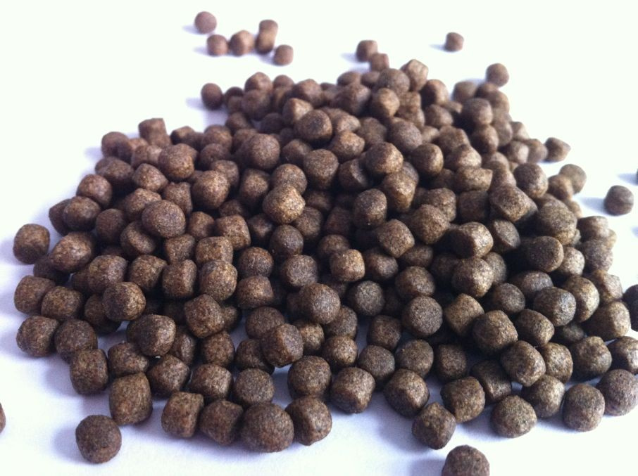 Pellet Rainbow Trout Feed for Trout Fish Manufacturer