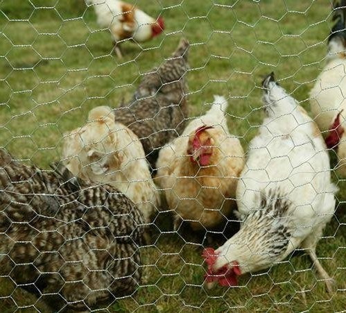 Chicken Wire/ Hexagonal Wire Netting