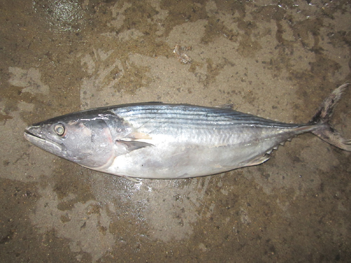 Frozen Marine Food Bonito Sarda Fish, Sarda Orientalis