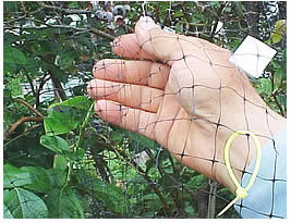 Anti Bird Netting Made From HDPE