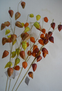 Real Touch PU Artificial Cape Gooseberry Flowers