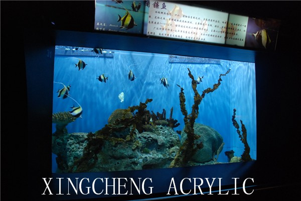 Wall Aquarium