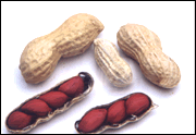 Groundnut