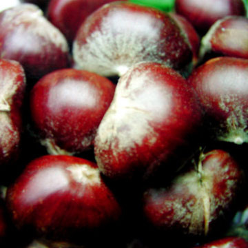Chestnut