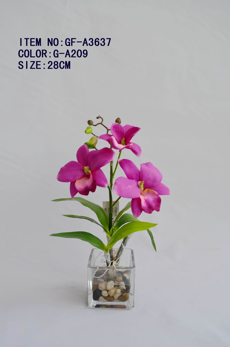 Dendrobium