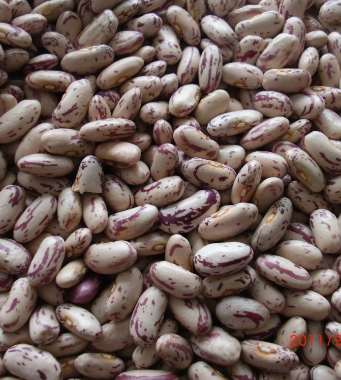 Speckled Kidney Beans (008)