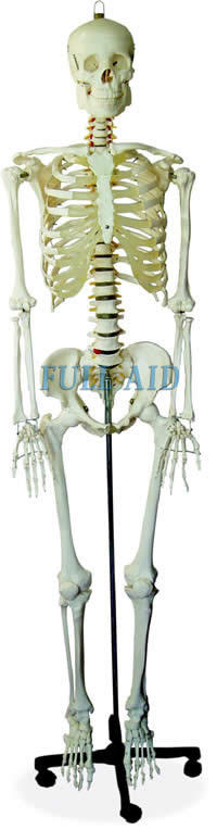 Life-Size Skeleton (XC-101)