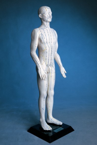 Acupuncture Human Model