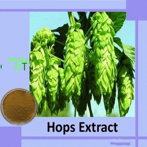 Natural Organic Hop Flower Extract