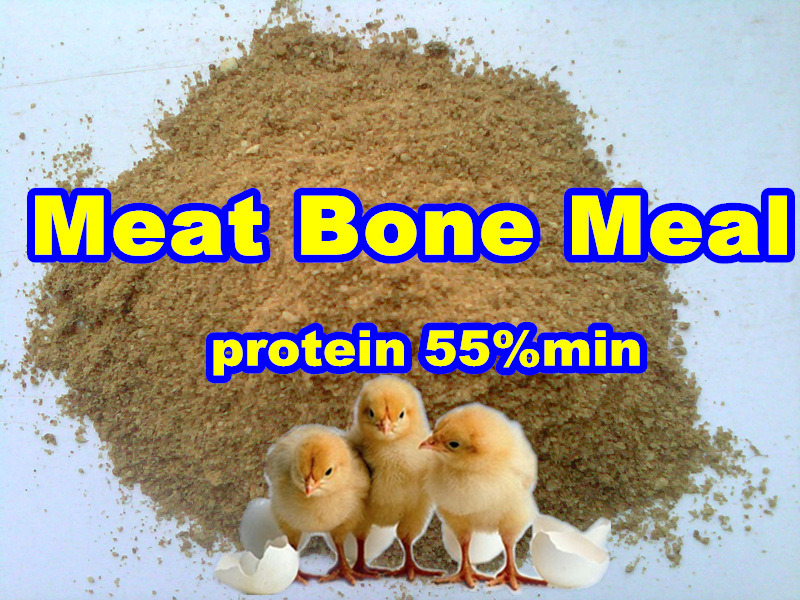 Meat Bone Meal (protein 50% 55%) for Animal Feed