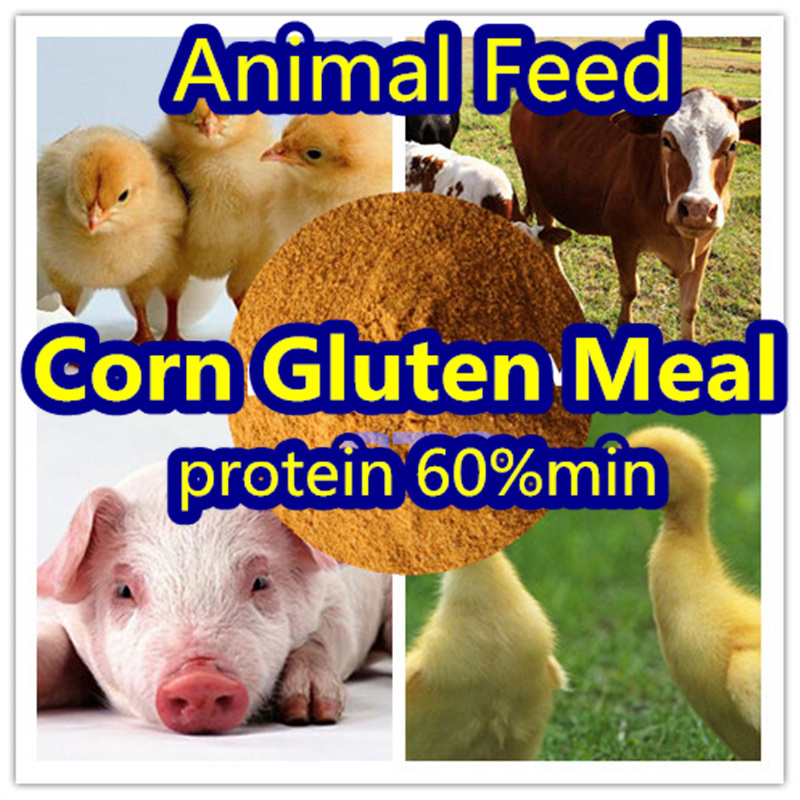 Corn Gluten for Feed (protein 60)