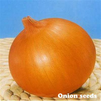 On01 Dayu Early Maturity F1 Hybrid Chinese Onion Seeds Prices
