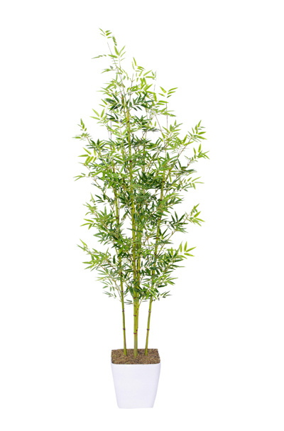 Bamboo Tree