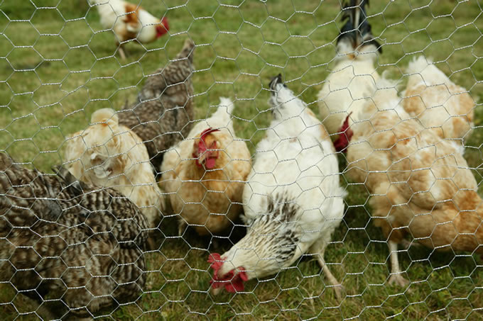 Chicken Steel Galvanized Hexagonal Wire Netting