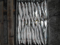 Frozen Mackerel