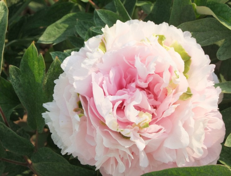 Tree Peony Plant