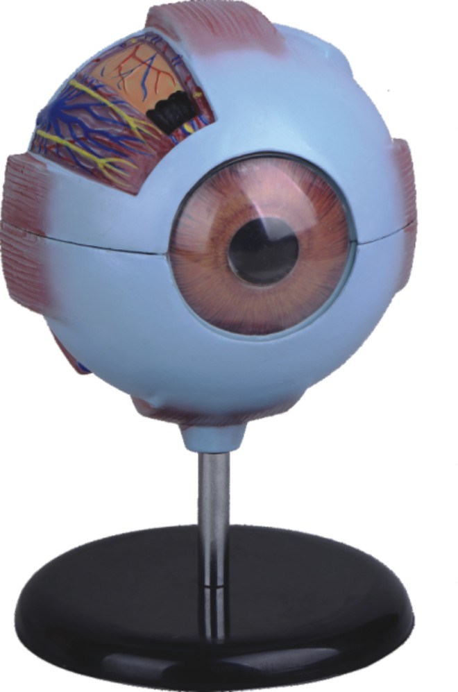 Human Eye Model-Mh04008