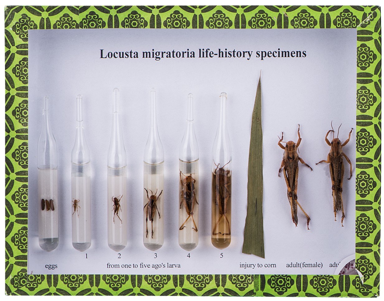 Specimen of Locust Life History M15015