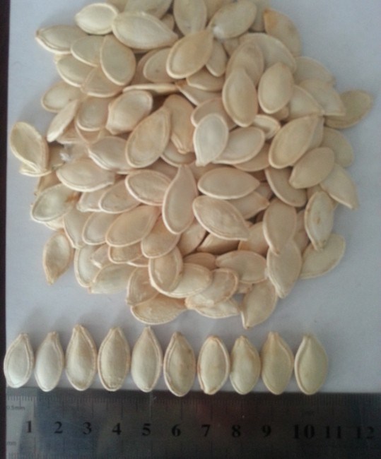 Shineskin Pumpkin Seeds in Shell
