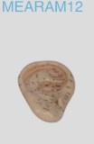 Ear Model 12cm