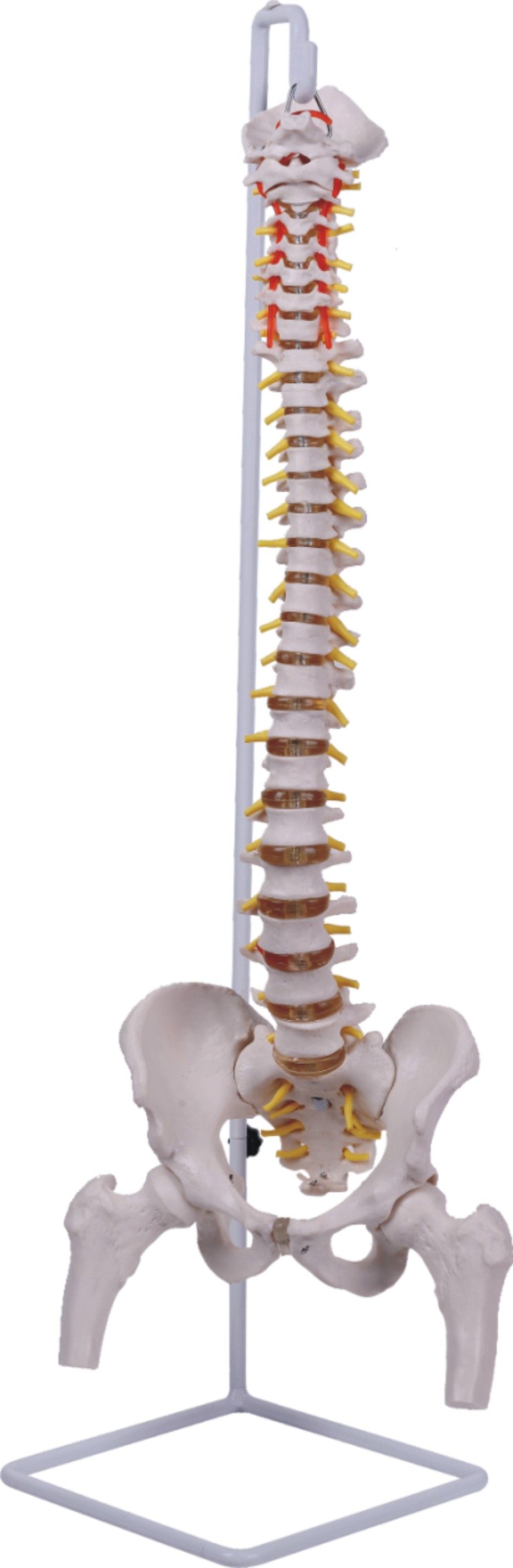 Classic Flexible Spinal Column with Femur Mh01045