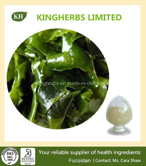 Brown Algae Extract Fucoidan 85% by HPLC