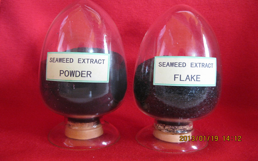 Seaweed Extract