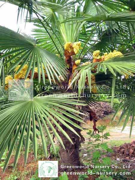 Windmill Palm Trachycarpus Fortunei