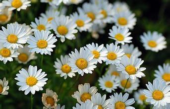 Herbal Extract Manufacturer Supply High-Quality Feverfew Extract