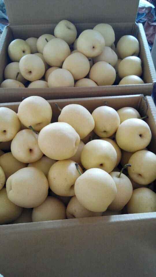 Ya Pear