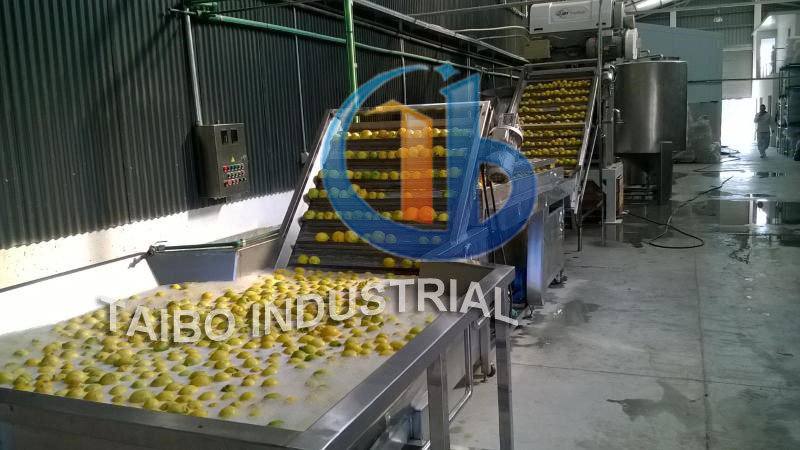 Commercial Vegetable Washer Automatic Cleaning Machine for Mango Fruit