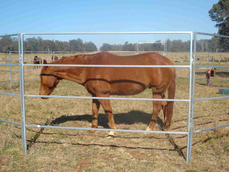 Galvanized Cattle Fence / Livestock Fencing / Cattle Panels