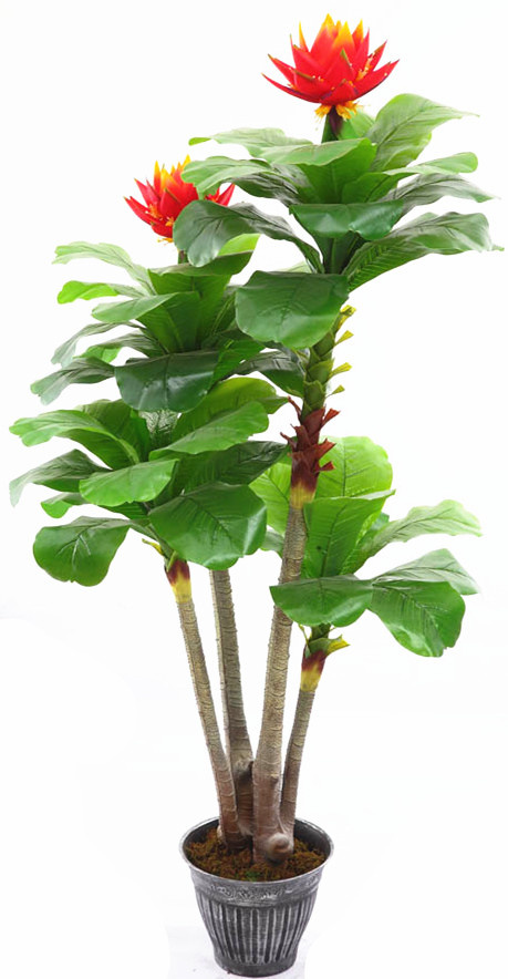 0015 Gold Lotus Tree ----True and Nature