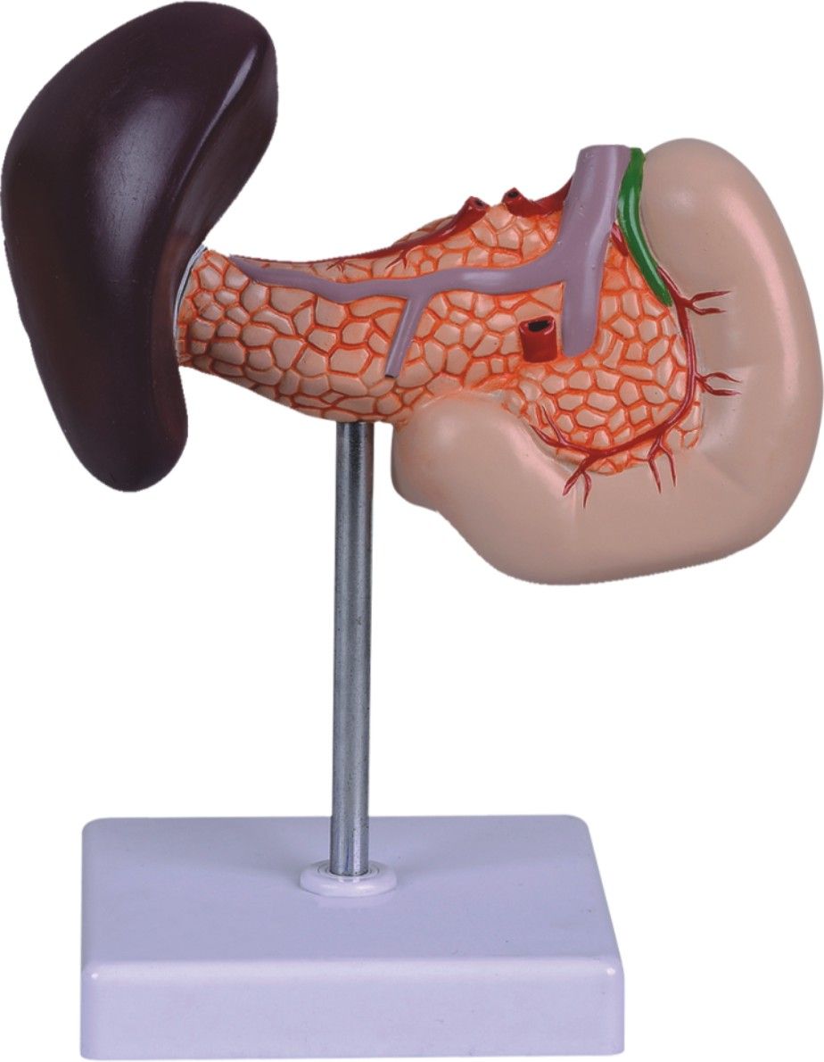 Model of Spleen with Pancreas and Duodenum-Mh07020