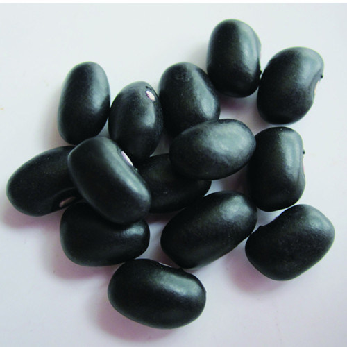 Hot Sale China Organic Samll Black Bean for Good Quality