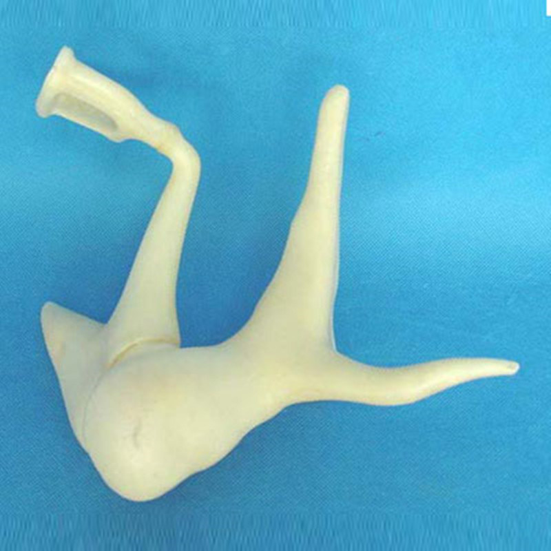 Auditory Ossicles Amplified Anatomic Model (R070110)