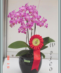 Phal. 'jane'