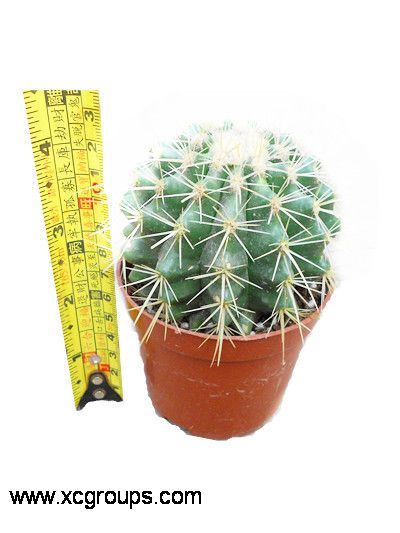Echinocactus Grusonii Height10-15cm