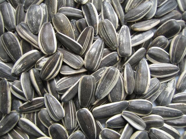 Sunflower Seeds and Kernels
