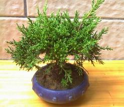 Juniper