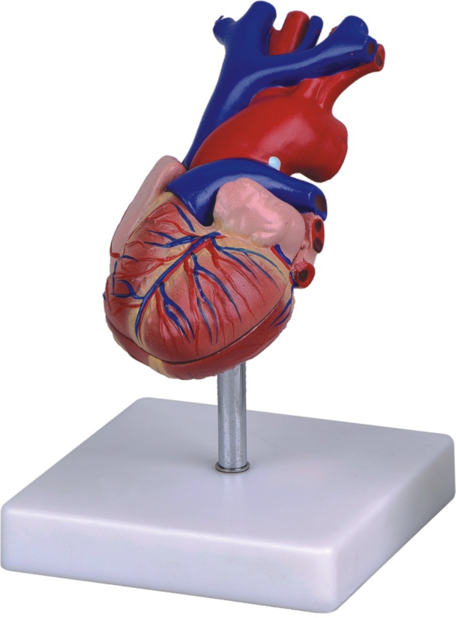 Human Heart Model-Mh07007