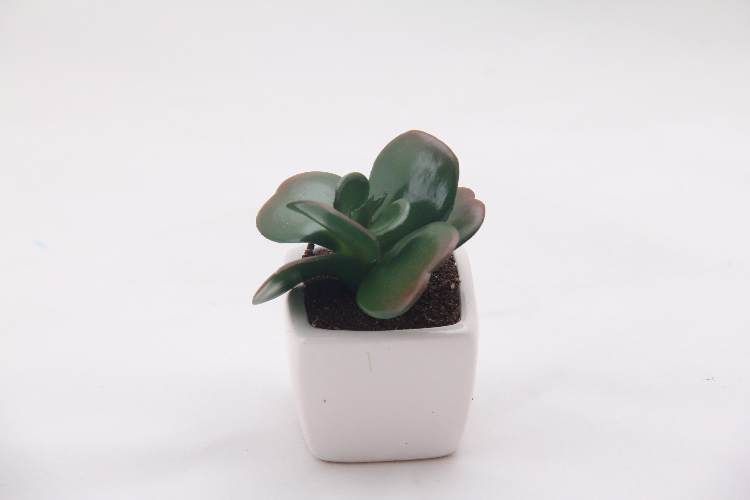 Bonsai