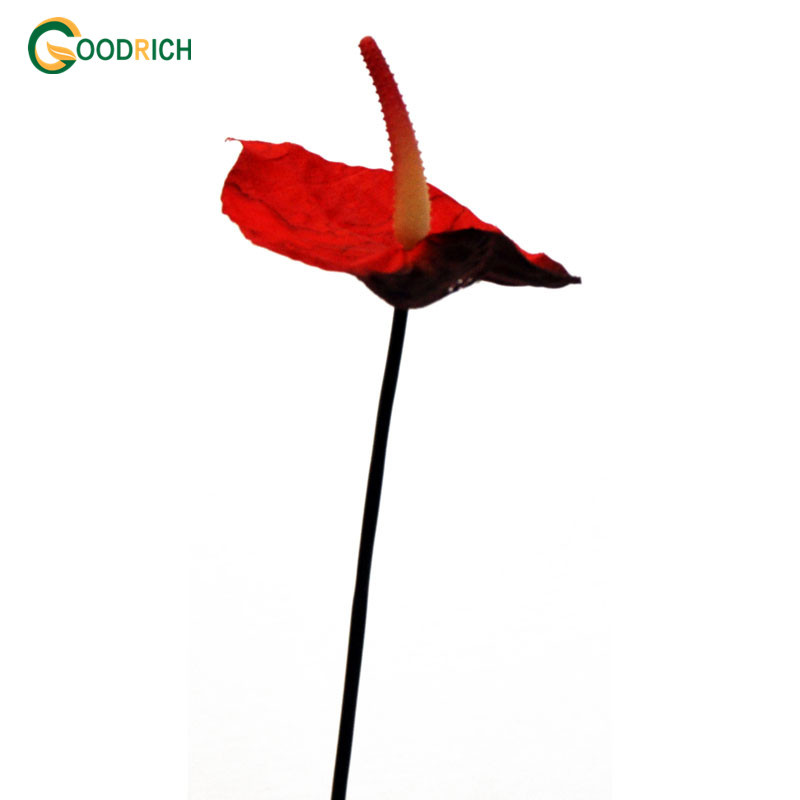 Realistic Fabric Anthurium Artificial Flower