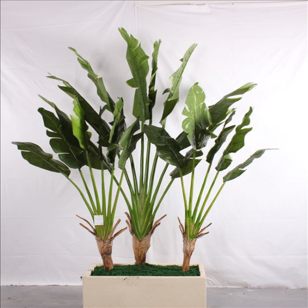 a Group of Strelitziaceae Bonsai Tree in Delicate Style