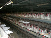 Chicken Cage